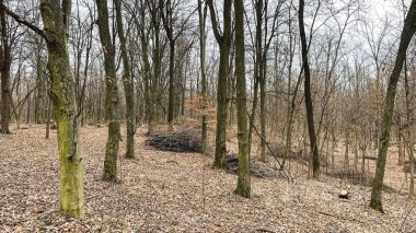 Birçok ağaç dalları, ağaçların ve cipslerin hijyenik bir şekilde devrilmesinden sonra ormanda yere düşmüş yapraklar üzerinde dallanır. Baharın başlarında.
