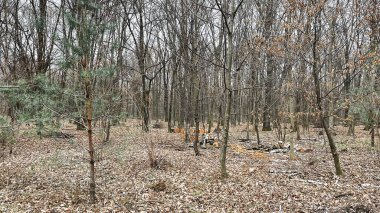 Birçok ağaç dalları, ağaçların ve cipslerin hijyenik bir şekilde devrilmesinden sonra ormanda yere düşmüş yapraklar üzerinde dallanır. Baharın başlarında.