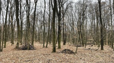 Birçok ağaç dalları, ağaçların ve cipslerin hijyenik bir şekilde devrilmesinden sonra ormanda yere düşmüş yapraklar üzerinde dallanır. Baharın başlarında.