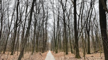 Birçok ağaç dalları, ağaçların ve cipslerin hijyenik bir şekilde devrilmesinden sonra ormanda yere düşmüş yapraklar üzerinde dallanır. Baharın başlarında.