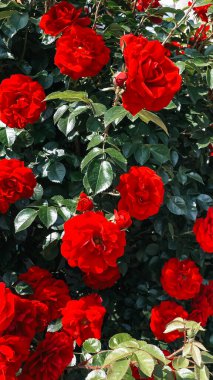 kırmızı bahçe gülleri, aromatik çiçeklerin yaz ekolojisi