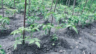 Bahçede domates filizleri