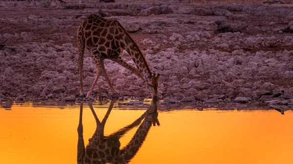 Giraff Dricksvatten Vid Solnedgången Vid Okaukuejo Vattenhål Etosha Nationalpark Namibia — Stockfoto