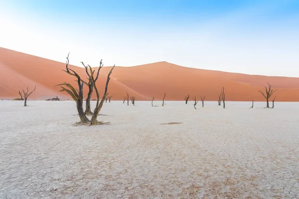 Soluppgång Döda Akaciaträd Vid Deadvlei Namiböknen Namibia Afrika — Stockfoto