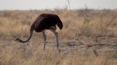 Afrika 'daki Namibya' daki Etosha Milli Parkı 'nda devekuşu toprağı kazıyor..
