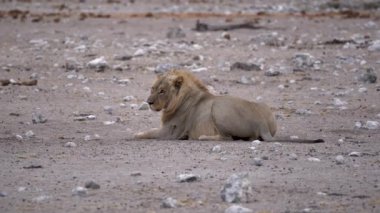 Afrika 'daki Namibya' daki Etosha Milli Parkı 'nda yatan erkek aslan..