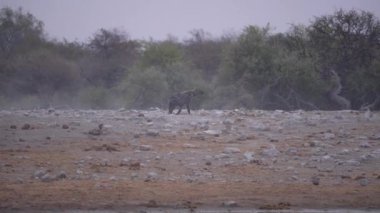 Afrika, Namibya 'daki Etosha Ulusal Parkı' nda bir su birikintisinin yanında yürüyen sırtlan..