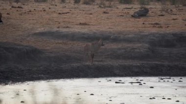 Afrika, Namibya 'daki Khaudum Ulusal Parkı' nda Roan antilopları burnundan soluyor..