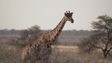 Afrika 'daki Namibya' daki Etosha Ulusal Parkı 'nda akasya çiçeği yiyen zürafa..
