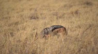 Siyah sırtlı çakal Moremi Oyun Rezervi, Botswana, Afrika 'da hayvan leşi taşıyor..