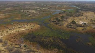 Botswana, Afrika 'daki bir helikopterden Okavango deltasının hava görüntüsü.
