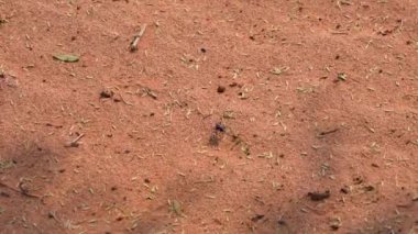 Namiba, Afrika 'daki Namib çölünde yürüyen sis tuzaklı bir böceğe yakın..