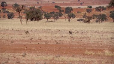 Yarasa kulaklı tilkiler Namibya, Afrika 'daki Namib çölünde yürüyorlar..
