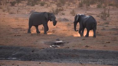 Afrika, Namibya 'daki Khaudum Ulusal Parkı' nda iki büyük fil buluşuyor..