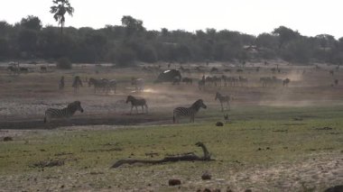 Botswana, Afrika 'daki Makgadikgadi Ulusal Parkı' nda vahşi yaşam.