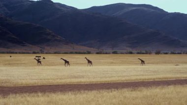 Afrika 'nın Namibya bölgesindeki Kaokoveld bölgesinde Purros yakınlarında yürüyen zürafalar. 