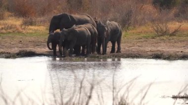 Afrika 'daki Namibya' daki Khaudum Ulusal Parkı 'ndaki bir su birikintisinde su içen fil ailesi.. 