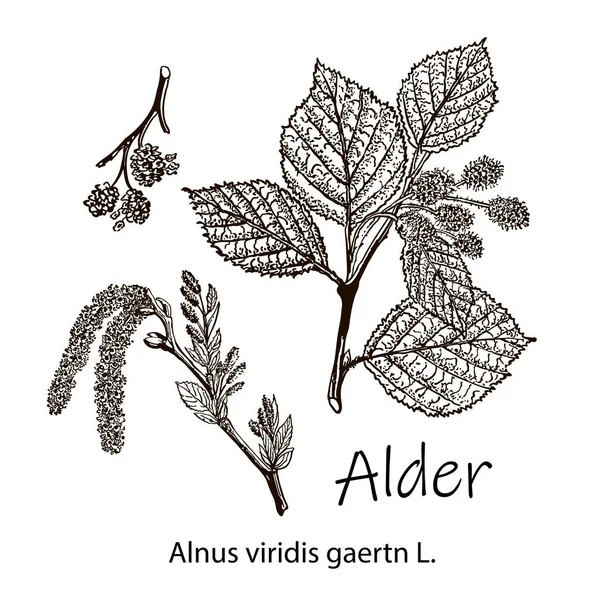 Alder Vector Leaves Flowers Fruits Alder Detailed Botanical Illustration Your — Stock Vector
