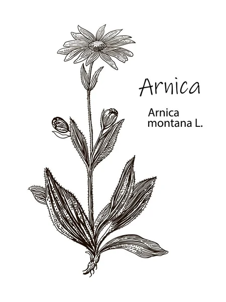 Arnica Erba Disegnata Mano Vettoriale Illustrazione Botanica Delle Piante Vintage — Vettoriale Stock