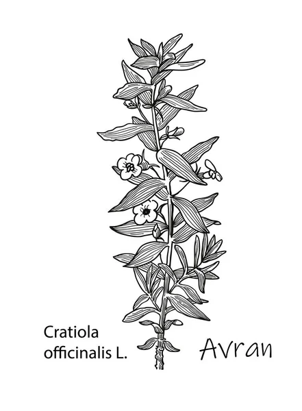 アヴラン クレティオラ オフィーナリス薬用植物 手描きの植物ベクターイラスト — ストックベクタ