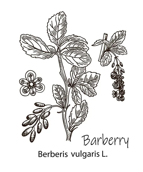 Kreslení Náčrtku Barberry Větví Izolovaných Bílém Pozadí Botanická Vektorová Ilustrace — Stockový vektor