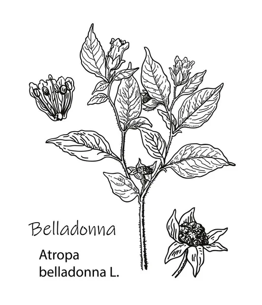 ベラドンナの植物ベクターイラスト 有毒植物の手描きスケッチ アトロパベラドンナ 危険な美しい花 — ストックベクタ