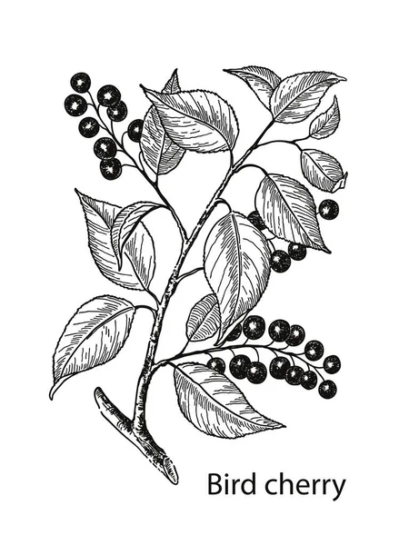 Vogelkirschbaum Zweig Mit Beeren Und Blättern Handgezeichnete Vogelkirsche Vektorabbildung Eingraviert — Stockvektor