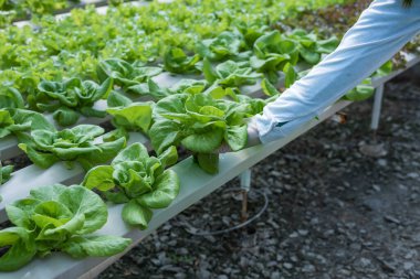 Bilim adamlarından oluşan bir ekip bitkileri sebze tepsilerinde analiz ediyor. Laboratuvardaki hidrofonik işlemleri tarım mühendisleri endüstriyel seralarda bitki sağlığını test ediyor. Kadın detaylı bir şekilde muayene ediliyor..
