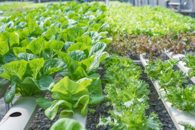 Bilim adamlarından oluşan bir ekip bitkileri sebze tepsilerinde analiz ediyor. Laboratuvardaki hidrofonik işlemleri tarım mühendisleri endüstriyel seralarda bitki sağlığını test ediyor. Kadın detaylı bir şekilde muayene ediliyor..