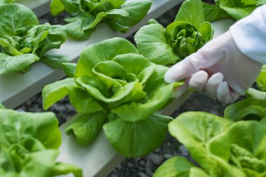 Bilim adamlarından oluşan bir ekip bitkileri sebze tepsilerinde analiz ediyor. Laboratuvardaki hidrofonik işlemleri tarım mühendisleri endüstriyel seralarda bitki sağlığını test ediyor. Kadın detaylı bir şekilde muayene ediliyor..