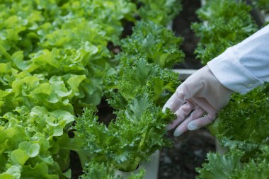 Bilim adamlarından oluşan bir ekip bitkileri sebze tepsilerinde analiz ediyor. Laboratuvardaki hidrofonik işlemleri tarım mühendisleri endüstriyel seralarda bitki sağlığını test ediyor. Kadın detaylı bir şekilde muayene ediliyor..