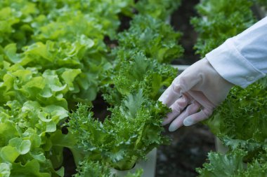Bilim adamlarından oluşan bir ekip bitkileri sebze tepsilerinde analiz ediyor. Laboratuvardaki hidrofonik işlemleri tarım mühendisleri endüstriyel seralarda bitki sağlığını test ediyor. Kadın detaylı bir şekilde muayene ediliyor..