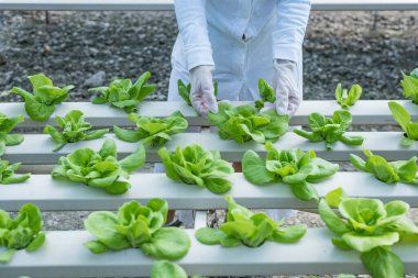 Kadın çiftçi elleri organik hidroponik sebze çiftliğinde çalışıyor. Bir sebze bahçesinin sahibi. Serada sebze denetimi.