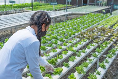 Kadın çiftçi elleri organik hidroponik sebze çiftliğinde çalışıyor. Bir sebze bahçesinin sahibi. Serada sebze denetimi.