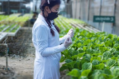 Kadın çiftçi elleri organik hidroponik sebze çiftliğinde çalışıyor. Bir sebze bahçesinin sahibi. Serada sebze denetimi.