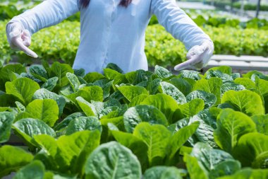 Kadın çiftçi elleri organik hidroponik sebze çiftliğinde çalışıyor. Bir sebze bahçesinin sahibi. Serada sebze denetimi.