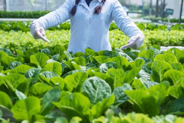 Kadın çiftçi elleri organik hidroponik sebze çiftliğinde çalışıyor. Bir sebze bahçesinin sahibi. Serada sebze denetimi.