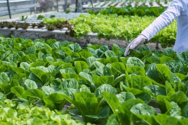 Kadın çiftçi elleri organik hidroponik sebze çiftliğinde çalışıyor. Bir sebze bahçesinin sahibi. Serada sebze denetimi.