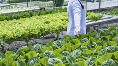 Kadın çiftçi elleri organik hidroponik sebze çiftliğinde çalışıyor. Bir sebze bahçesinin sahibi. Serada sebze denetimi.