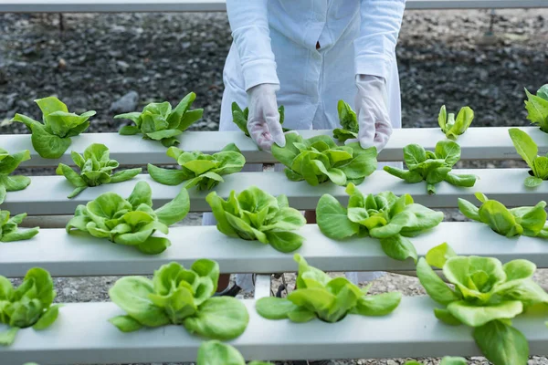 woman farmer hands working on organic hydroponics vegetable farm Owner of a hydroponics vegetable garden Quality inspection of vegetables in greenhouse planting plots small food production business id