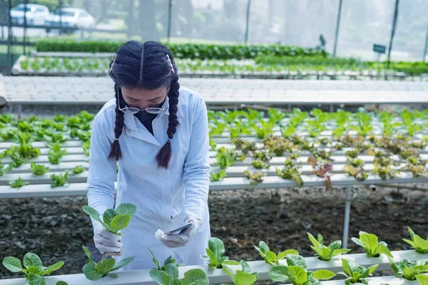woman farmer hands working on organic hydroponics vegetable farm Owner of a hydroponics vegetable garden Quality inspection of vegetables in greenhouse planting plots small food production business id