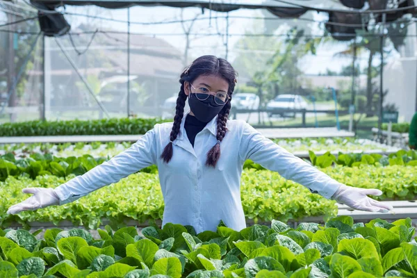 woman farmer hands working on organic hydroponics vegetable farm Owner of a hydroponics vegetable garden Quality inspection of vegetables in greenhouse planting plots small food production business id