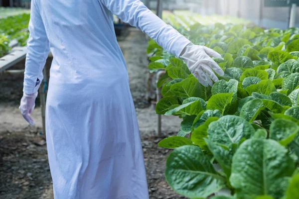 woman farmer hands working on organic hydroponics vegetable farm Owner of a hydroponics vegetable garden Quality inspection of vegetables in greenhouse planting plots small food production business id