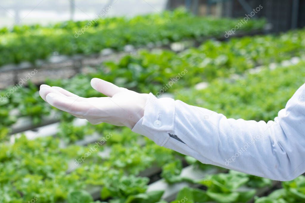 Un Equipo De Científicos Analiza Las Plantas En Bandejas De Verduras Proceso Hidropónico En El