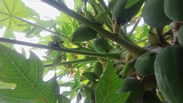 Närbild Skott Många Gröna Papaya Trädet — Stockvideo