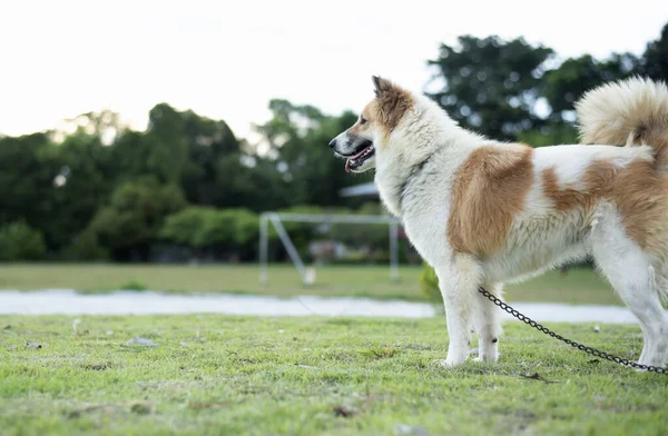 一只可爱的毛茸茸的泰国狗在一个阳光灿烂的夏季公园里散步 — 图库照片
