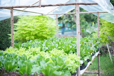 Su bitkisi ve sebzeler evde yetişsin diye..