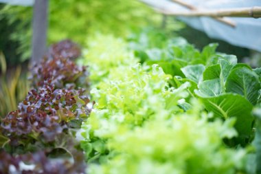 Su bitkisi ve sebzeler evde yetişsin diye..