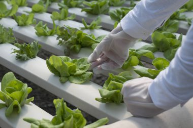 Çiftlik sağlıklı, organik, topraksız, hidroponik marul yetiştiriyor..