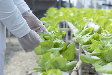 Çiftlik sağlıklı, organik, topraksız, hidroponik marul yetiştiriyor..